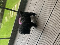 Maltipoo erkek dişi 2 aylık yavrular