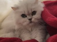 Kızımıza yuva arıyoruz british longhair