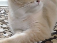 British Golden Shorthair ny 11 EVA