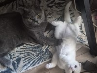 Minik Bembeyaz Scottish Fold