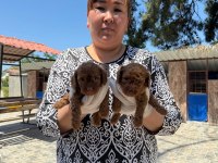 Kore toy poodle yavrularımız