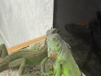 4 Aylık İguana