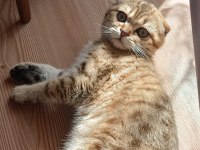 YURT DIŞINA ÇIKCAM ACİL KEDİMİZ