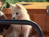 2,5 aylık samoyed yavrum ücretli sahiplendirilecek