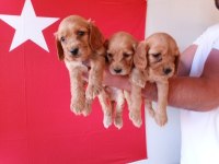 Sevimli ve Oyuncu Cocker Yavruları
