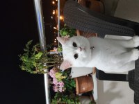 8 Aylık British Shorthair Sahiplendirme İstanbul