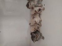 Haziran ve temmuz doğumlu british shorthair yavrularımız