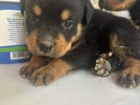 Rottweiler Yavrularımız Yeni Yuvasını Arıyor
