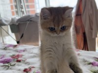 Golden Tombiş British Shorthair