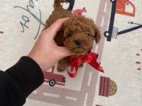 Kore toy poodle dişi yavrularım