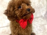 Dostunuz Toy Poodle