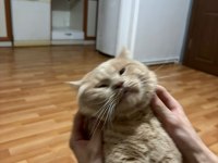ÜCRETSİZ SAHİPLENDİRİLECEK KEDİMİZ