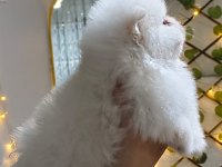 Pomeranian Boo Erkek Ve Dişi Yavrularımız Üst Kalite