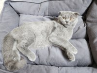 4 aylık erkek scottish fold