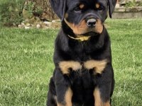 ROTWEİLER KÖPEĞİ