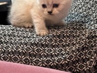 British shorthair bebeğimiz