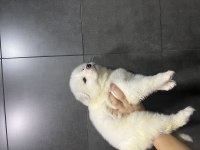 KAR TOP SAMOYED YAVRULARI TESLİME HAZIR
