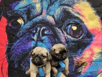 DİŞİ ERKEK PUG MOPS YAVRULARIMIZ