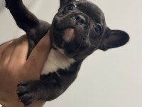 Sütten kesilmiş saf kanlı french bulldog