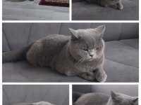 Prenses british shorthair