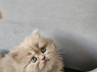 Acil sadece aileye british longhair