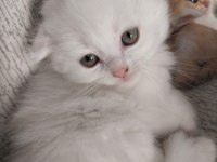 SCOTTİSH FOLD LONGHAİR WHİTE