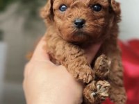 Toy Poodle Yavru