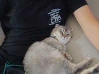 Scottish fold sahibinden 1 yaşındaki kızımız