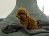 Toy Poodle Bebekleri