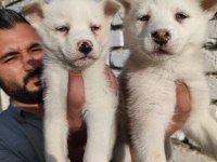 A kalite orijinal husky Sibirya yavrular