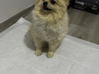 2.5 Yaşında Pomeranian Boo Surat Prenses