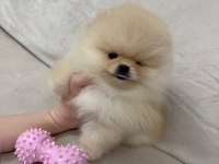 Ayıcık Surat Gerçek Pomeranian Boo Yavrular