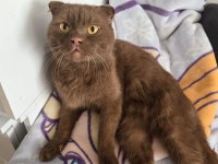 Ücretsiz scottish fold kedisini sahiplendirme
