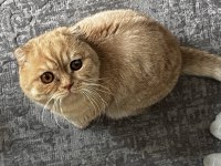 Scottish fold gold kedimiz