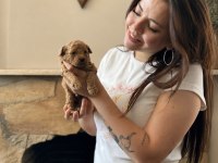 Tüm Türkiyeye Safkan Toy Poodle Yavru