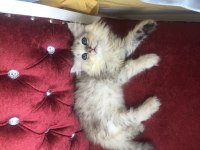 2 aylık chinchilla
