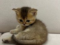 British longhair yavrularımız