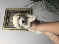 Maltipoo Köpeği Bebeklerim