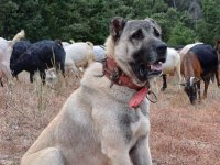 Kurtçu kangal köpeği