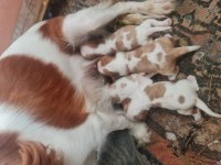 Cavalier bebeklerimiz için acele edin