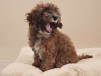 Irk & Sağlık Garantili Sevimli Maltipoo