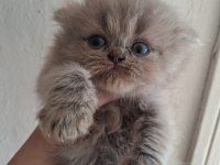 Blue Golden British Longhair Yavrular