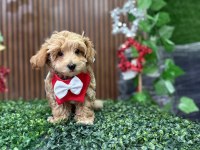 Cinsinin en iyisi maltipoo