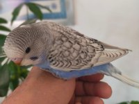 Ele alışık muhabbet kuşları