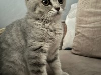 British shorthair kedimiz
