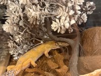 Leopard gecko