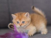 Orijinal Safkan British Shorthair Dişi