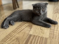 British shorthair kırık kulak