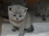 British shorthair
