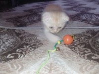 sütten yeni kesiliyorlar